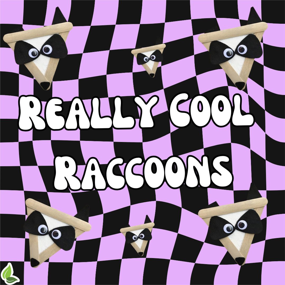 Really Cool Raccoons