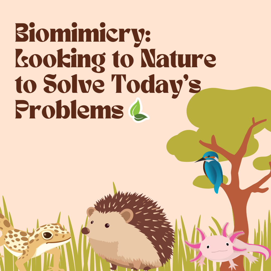 Biomimicry 